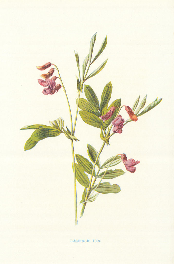 Tuberous Pea. Wild Flowers by Frederick Edward Hulme c1895 old antique print